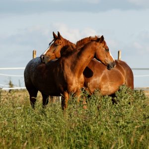 et calins2horses et calins2horses